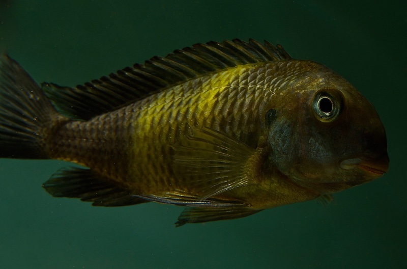 Tropheus sp. 'black' Lueba